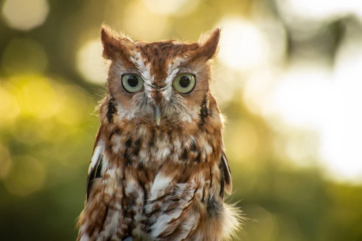Eastern screech owl perched and facing the camera, with sunlit foliage behind